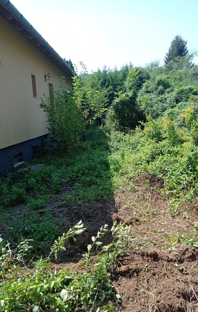 bozótos kiirtása1